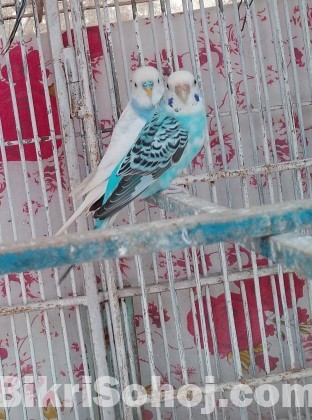 Budgerigar Bird